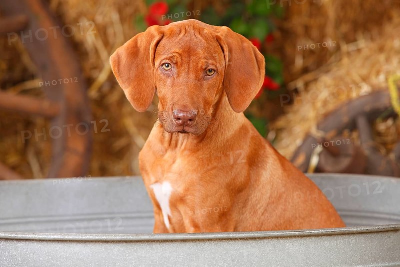 Rhodesian Rigdeback