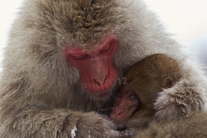 Japanese macaque (Macaca fuscata)