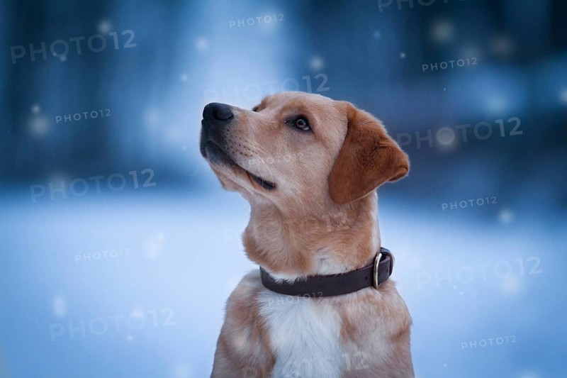 Labrador Mongrel