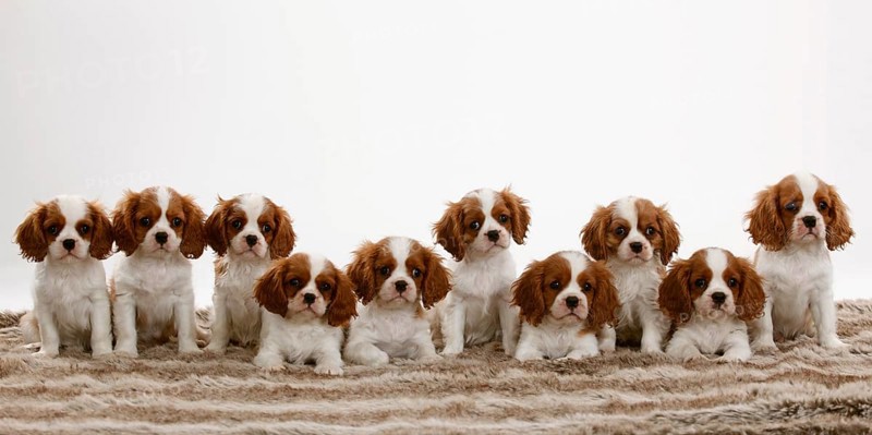 Cavalier King Charles Spaniel