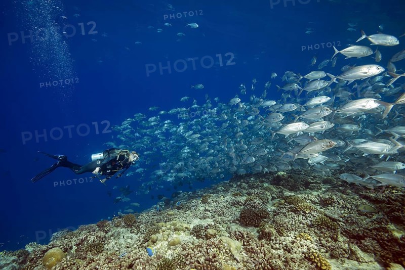 Female scuba diver swims with school of bayads