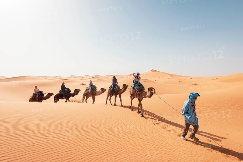 Caravan with dromedaries (Camelus dromedarius)
