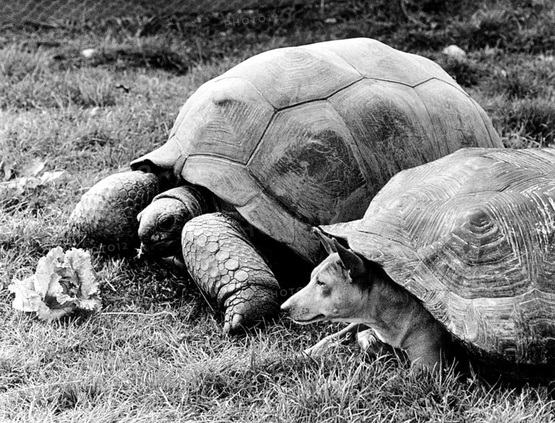 Dog under tortoise shell and turtle