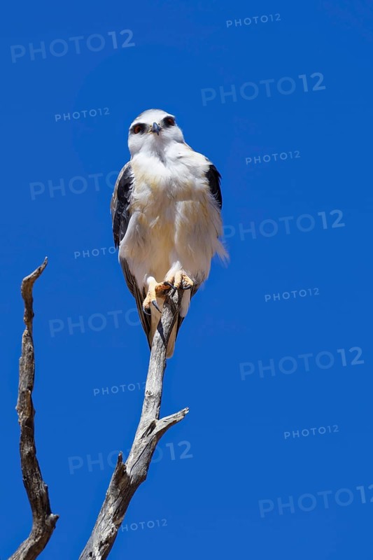 Black-winged kite (Elanus caeruleus) perched on top of a dead tree