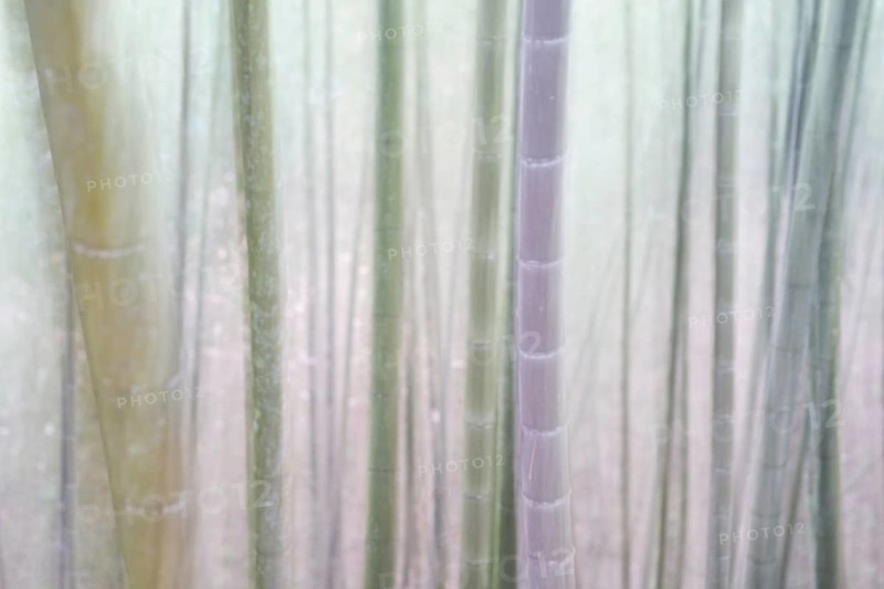 Bamboo Forest