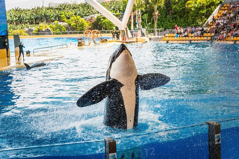 Killer whale (Orcinus orca)
