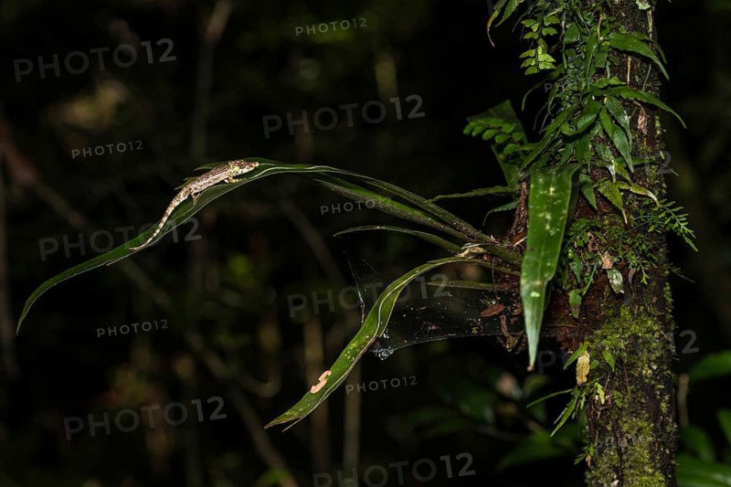 Fallax Short Horn Chameleon (Calumma fallax)