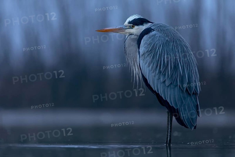 Grey heron or (Ardea cinerea) at dawn