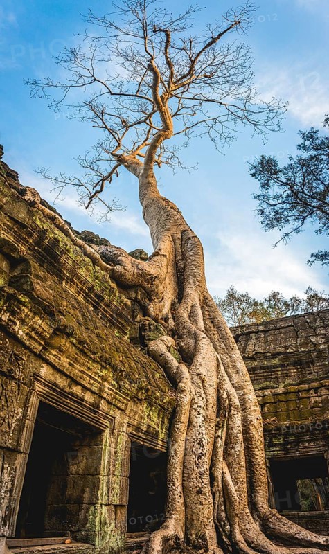 Huge roots of a tree (Tetrameles nudiflora) overgrowning ruins of Ta Prohm temple