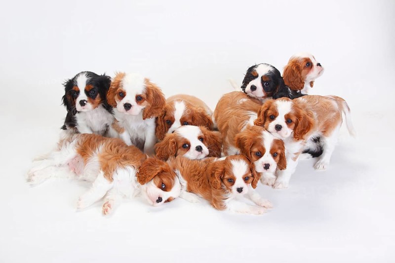 Cavalier King Charles Spaniel
