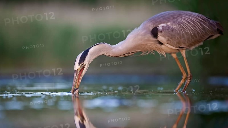 Grey heron or (Ardea cinerea) foraging in the water