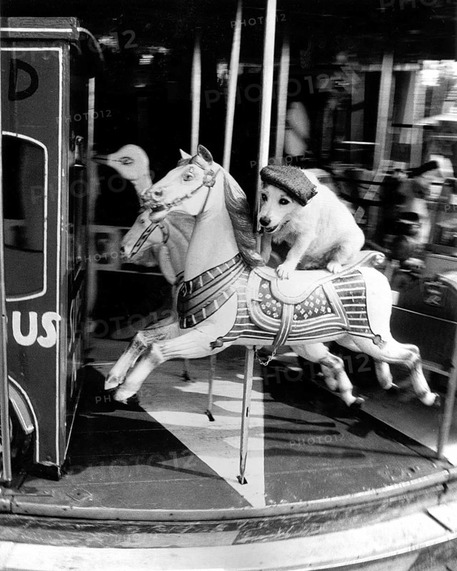 Jack Russell Terrier with cap rides horse carousel