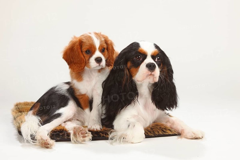 Cavalier King Charles Spaniel