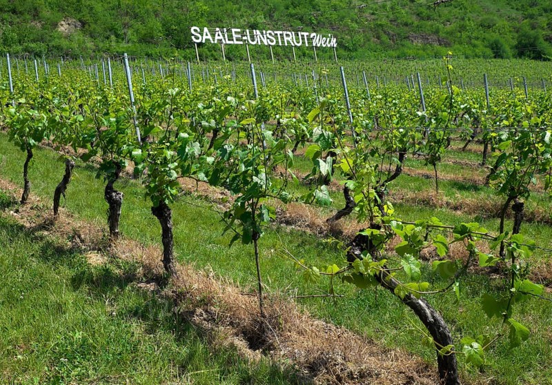Vineyard near Bad Kosen