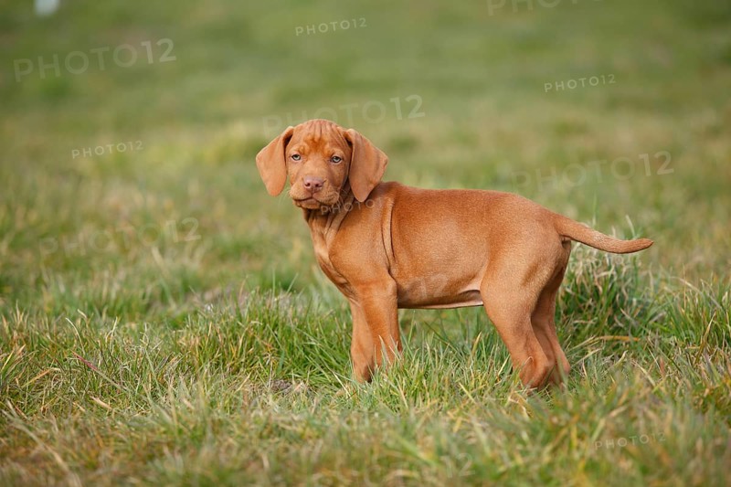 Shorthaired Hungarian pointer