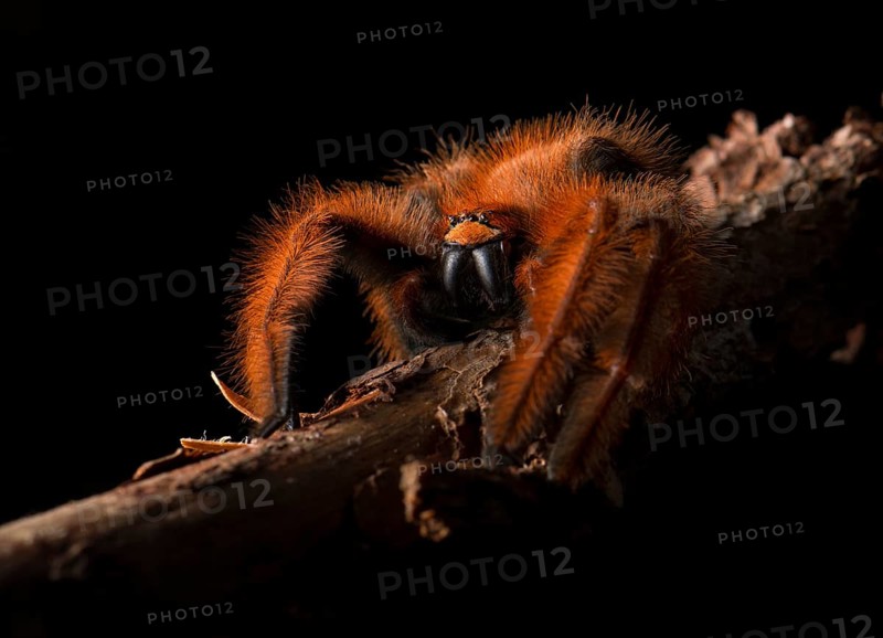 Spider on branch (Megaloremmius leo) rainforest