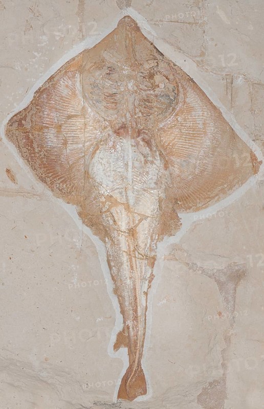Petrified extinct Rajorhin stingray (Rajorhina)