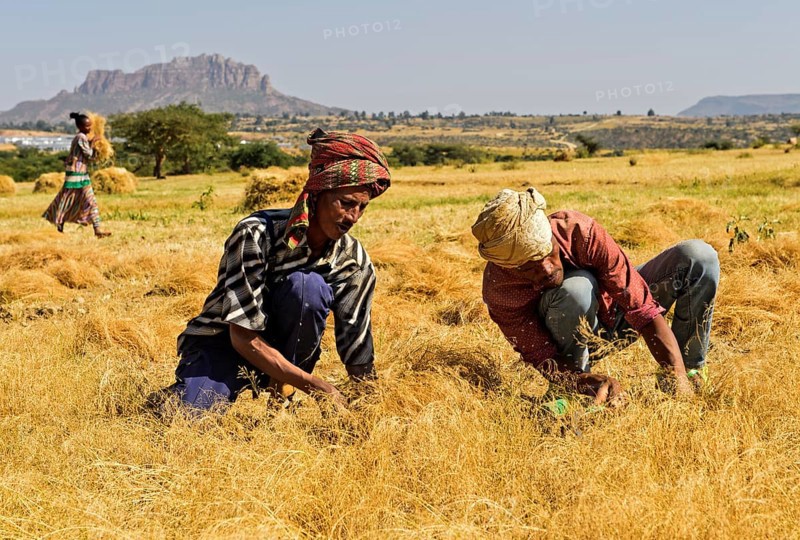 Farmers harvesting Teff (Eragrostis tef) with the sickle