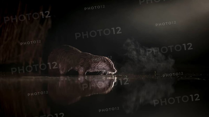 European otter (Lutra lutra) on night hunting in the water