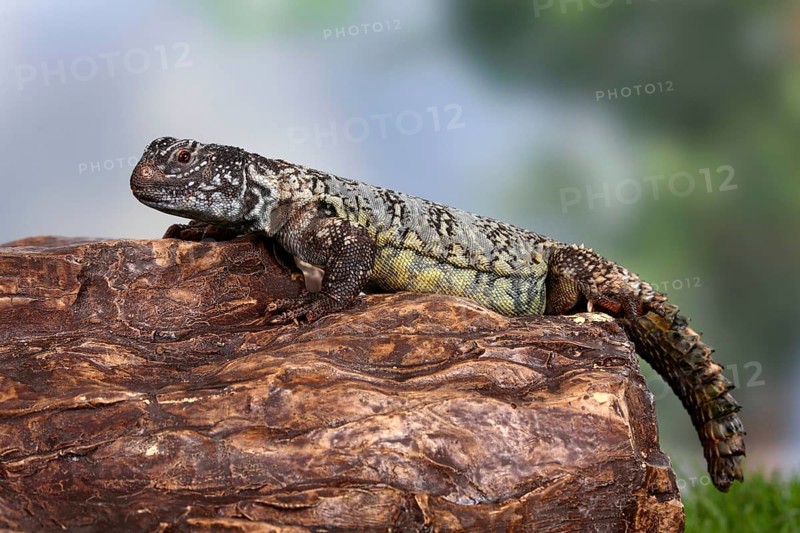 North African Thorntail Agama (Uromastyx acanthinurus)