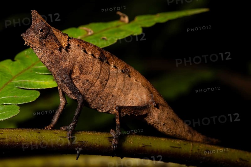 Earth chameleon (Brookesia superciliaris)