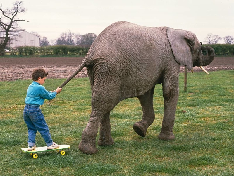 Boy is drawn by an elephant