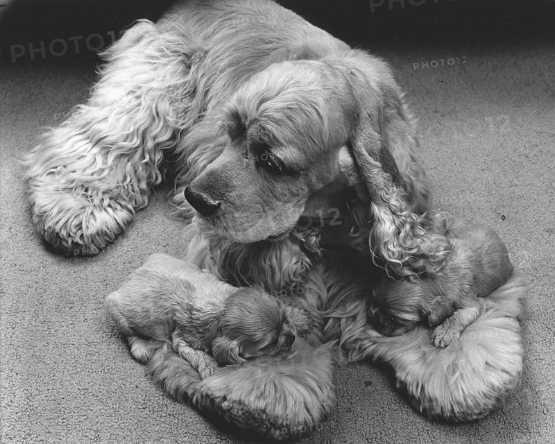 Cocker Spaniel with two puppies