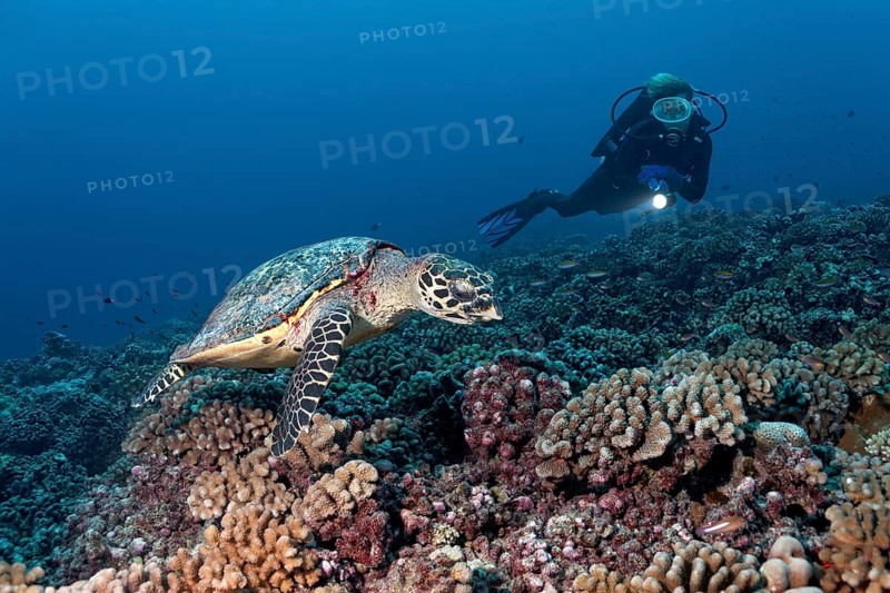 Diver observes Green Sea Turtle (Chelonia mydas) over coral reef with bush corals (Pocillopora)