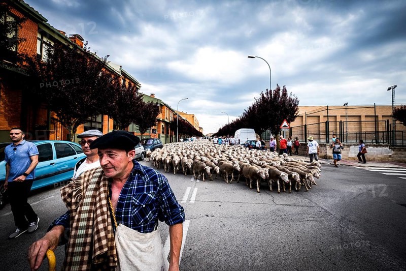 Large flock of sheep transits through the streets during the transhumance routes