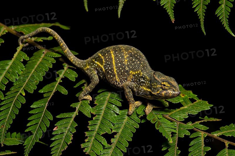 Canopy Chameleon (Furcifer willsii)