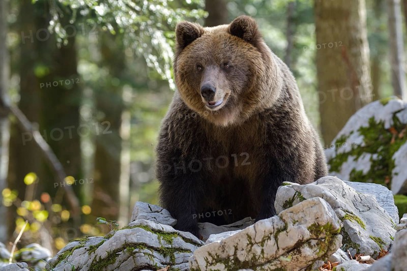 European brown bear or Eurasian Brown Bear (Ursus arctos arctos)