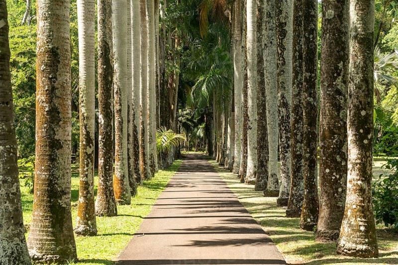 Avenue in the Pamplemousses Botanical Garden