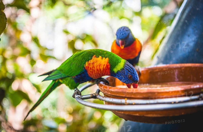 Swainson's Lorikeet (Trichoglossus haematodus moluccanus) eat from bowl