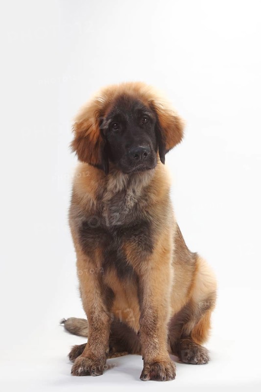 Leonberger