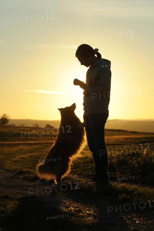 Sheltie