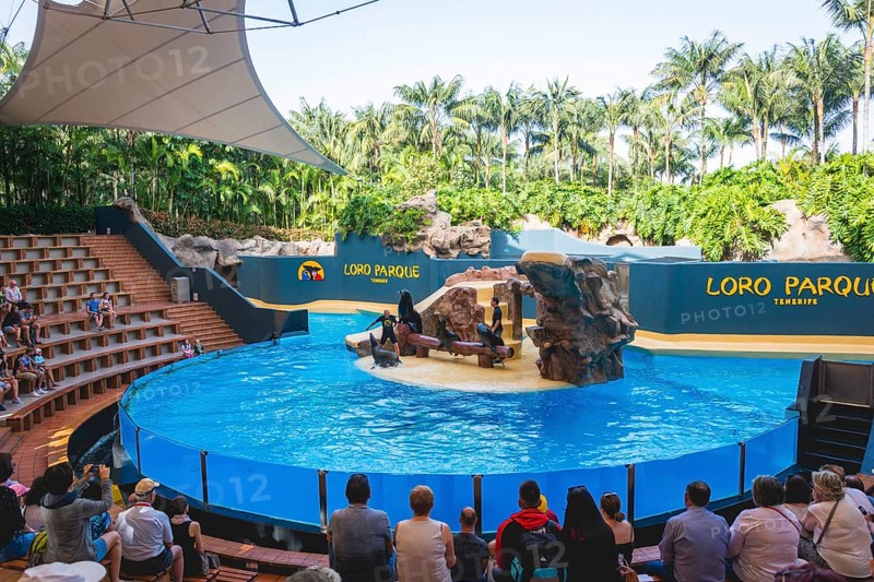 Show with sea lions