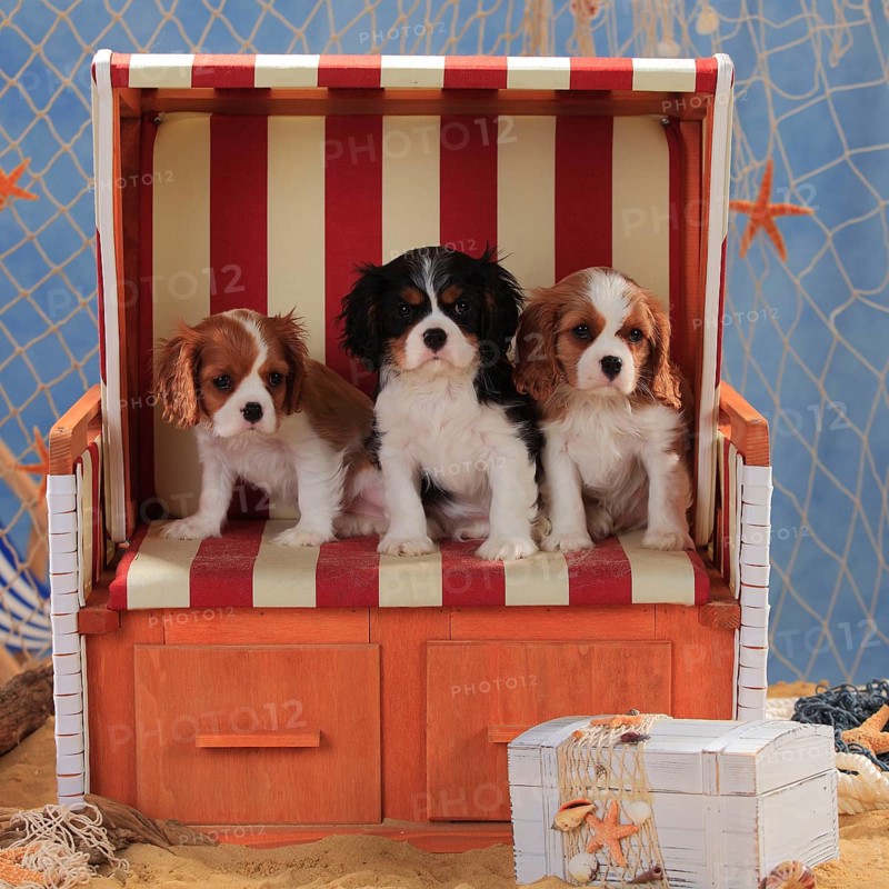 Cavalier King Charles Spaniel