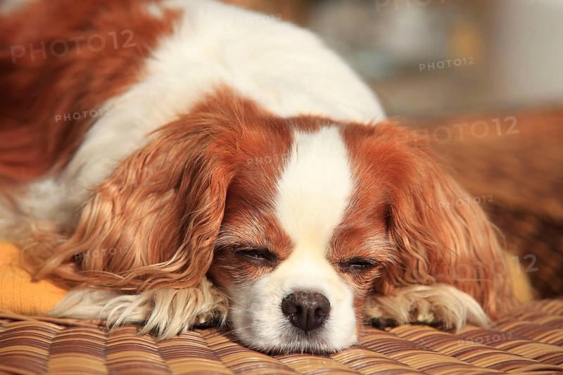 Cavalier King Charles Spaniel