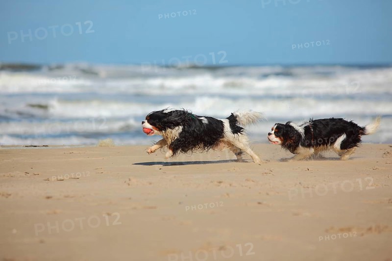 Cavalier King Charles Spaniel