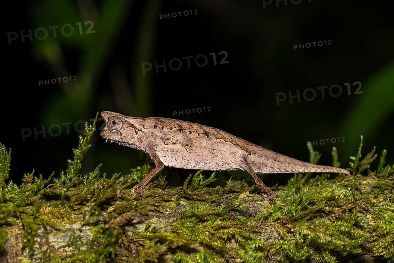 Earth chameleon (Brookesia superciliaris)