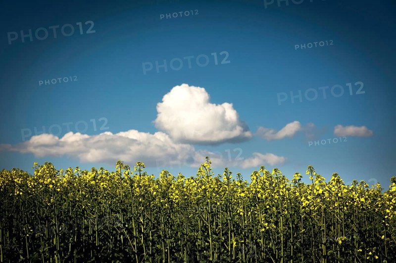 Canola blossom with with white clouds and blue sky