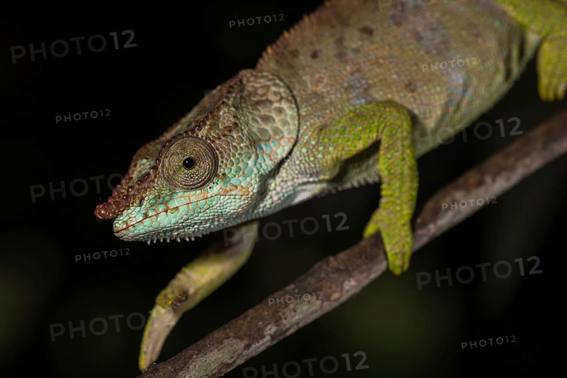 Blue-legged chameleon (Calumma crypticum)