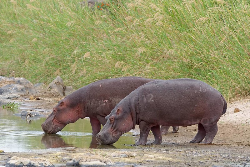 Hippopotamuses (Hippopotamus amphibius) drinking riverbanks of Olifants River