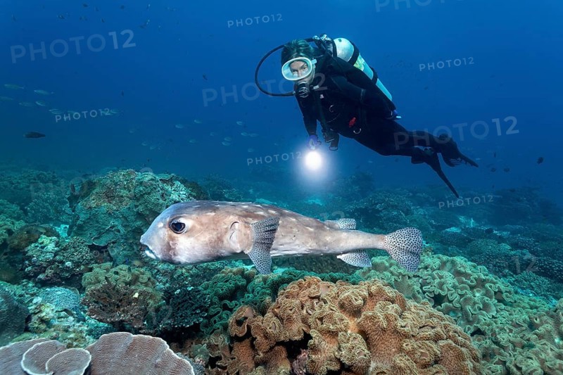 Diver observes spotfin burrfish (Chilomycterus reticulatus) in coral reef