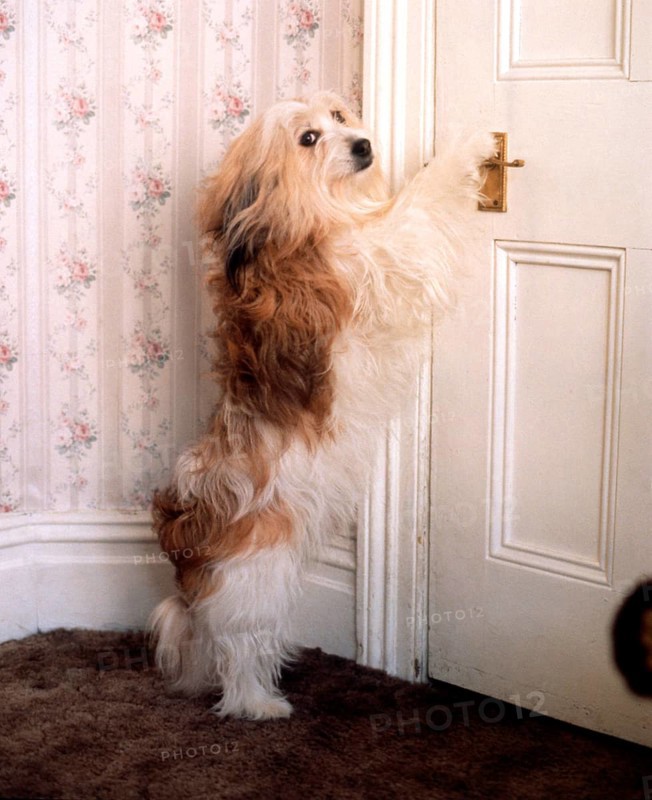 Dog opens door