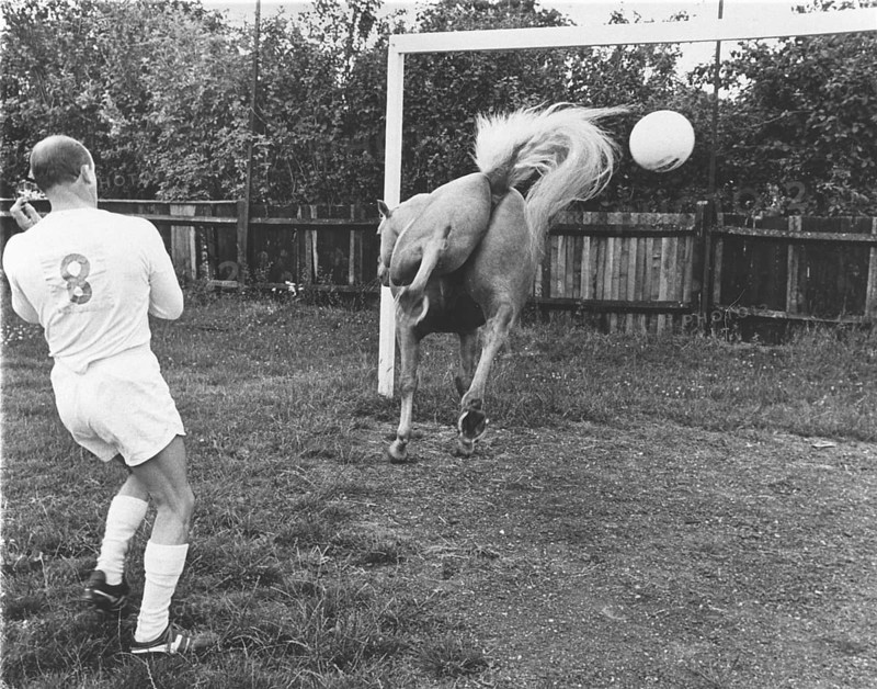 Horse plays football
