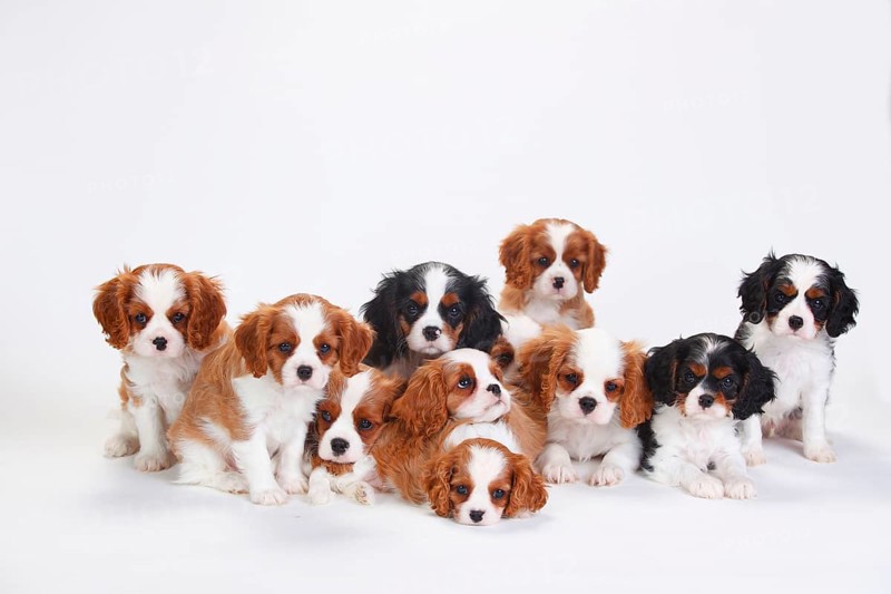 Cavalier King Charles Spaniel