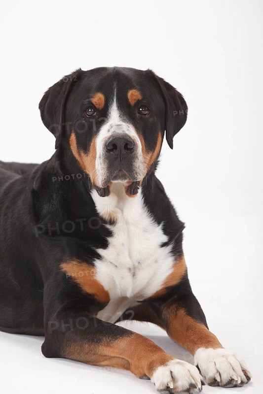 Large Swiss Mountain Dog