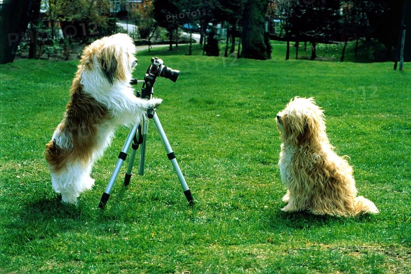 Dog photographed dog