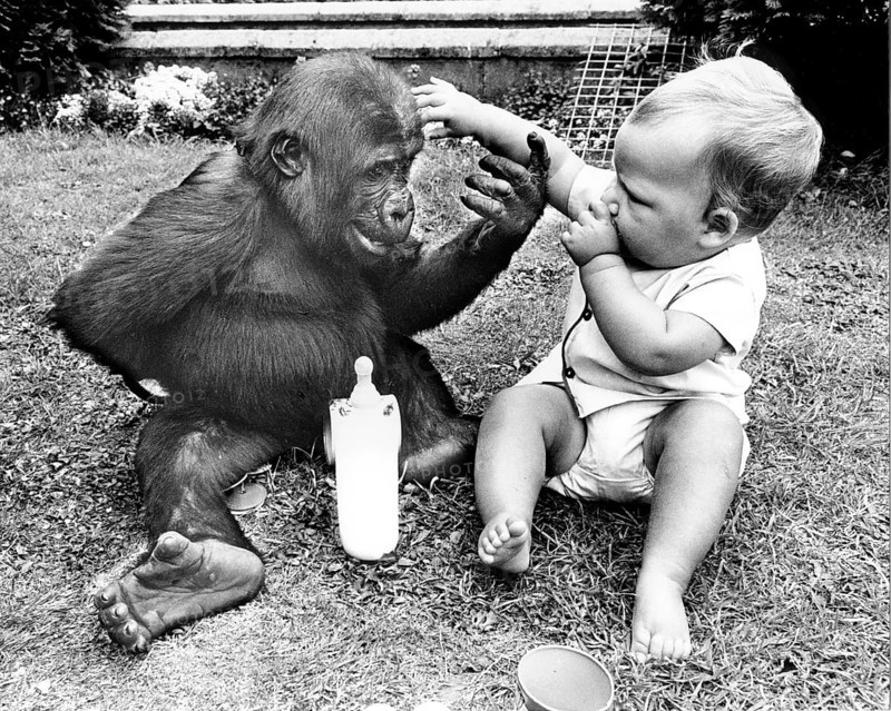 Baby and small gorilla play